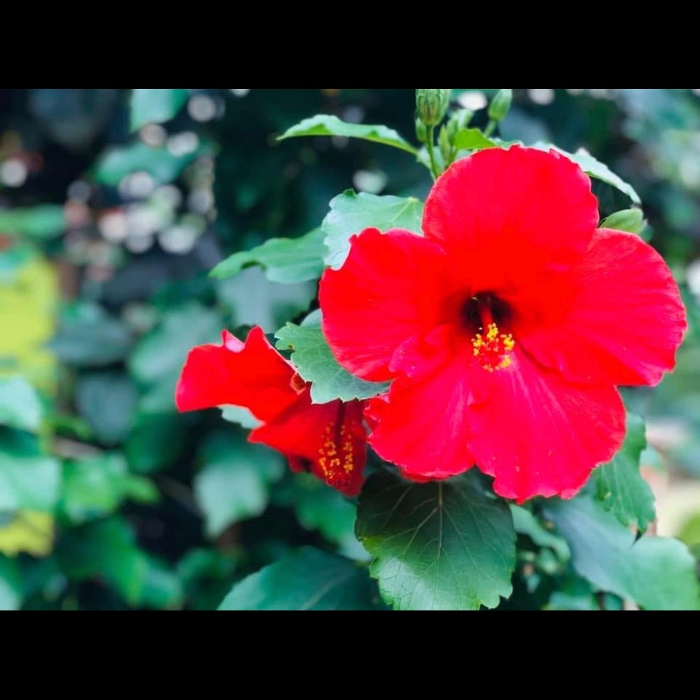 Meet your Posher, Vi